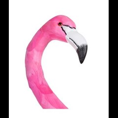 Flamenco Pink Feather