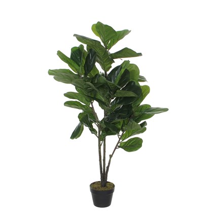 Ficus Lyrata in Plastic Pot