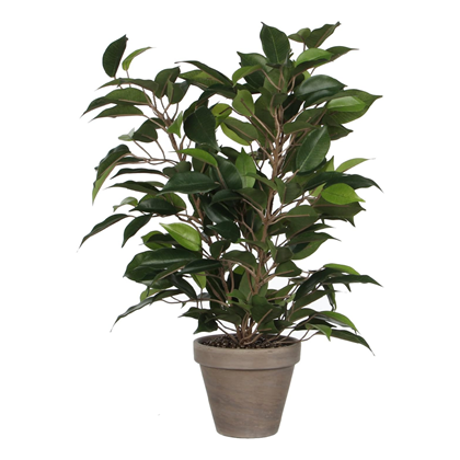 Ficus Natasha 40x30cm