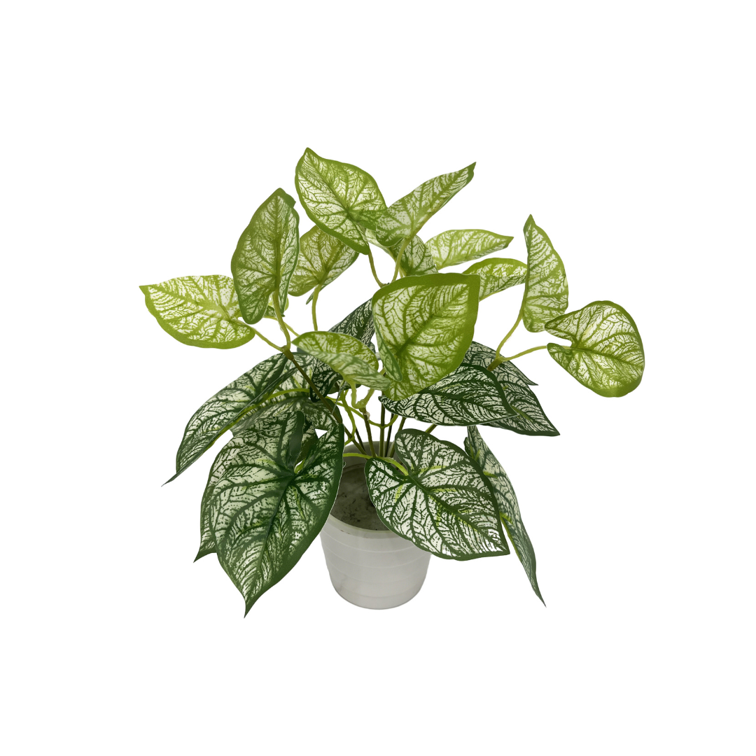 Mini Potted Plant Big Leaf
