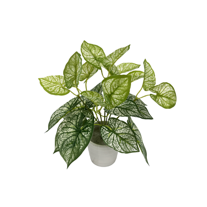 Mini Potted Plant Big Leaf