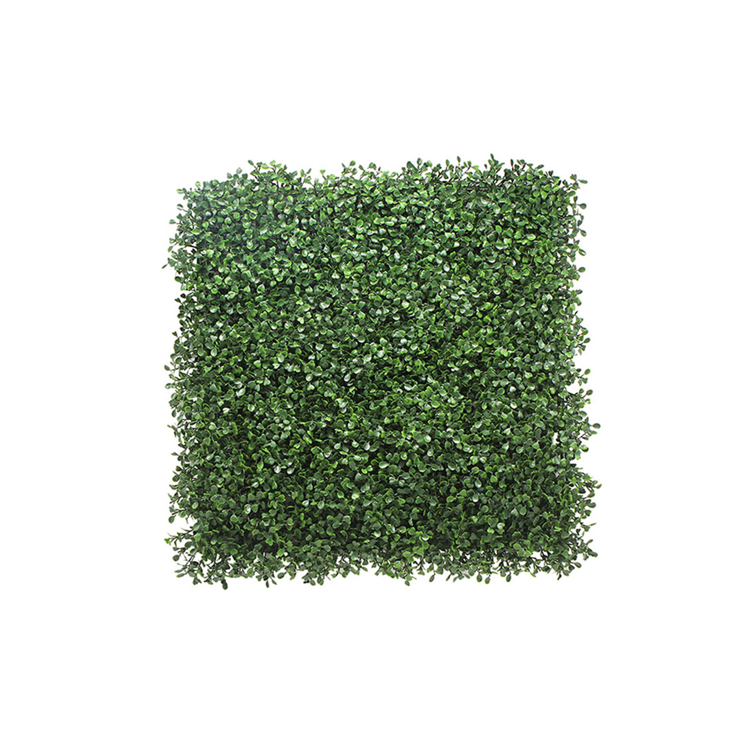 Boxwood Small