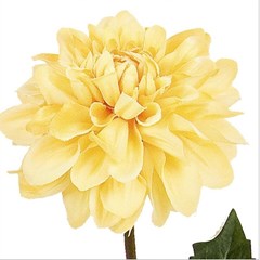 Dahlia Yellow 36Cm