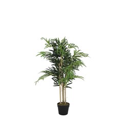 Bamboo Green in Black Pot - H90cm