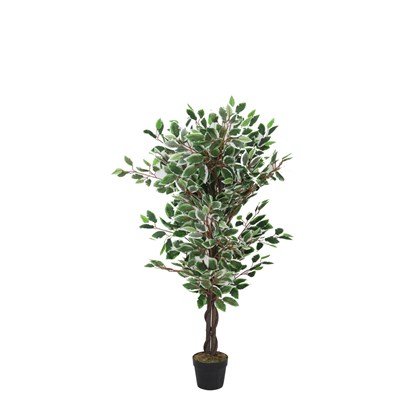 Ficus Green in Plastic Pot - H90cm