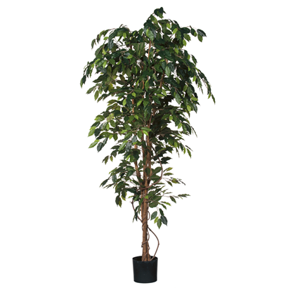 Ficus Artificial Plant in Plastic Pot H210x100cm