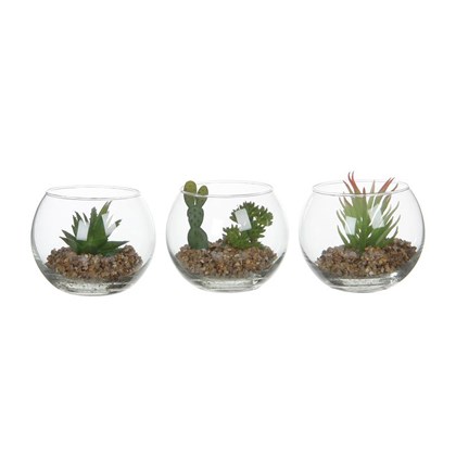 Succulent Green 3 Assorted - h8xd10cm