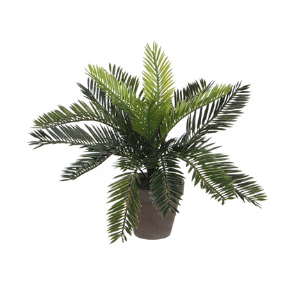 Cyca Green Palm Pot 11.5x33x34