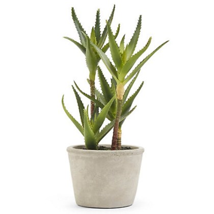 Aloe Potted Plant