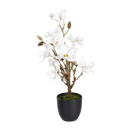 Magnolia White Plant 30 x 30 x 30cm