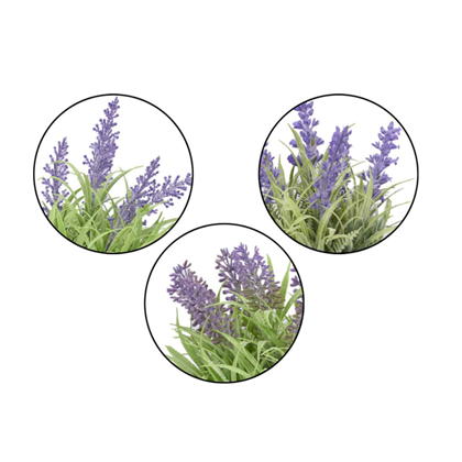 Pot Lavander Leaves Assorted 3 Medium – Purple & Green