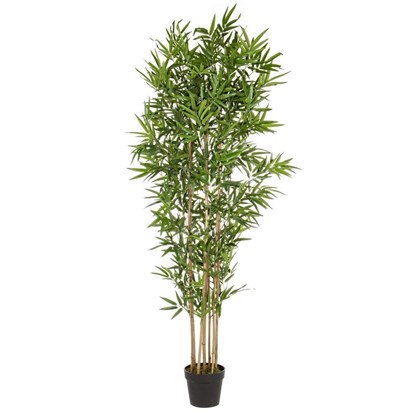 Bamboo Plant W-pot H185cm