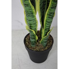 Sansevieria Green in Black Pot - H45cm