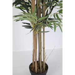 Bamboo Green in Black Pot - H150cm