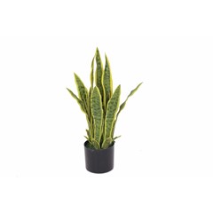 Sansevieria Green in Black Pot - H55cm