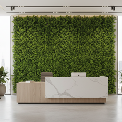 Houttunia Cordata - LD