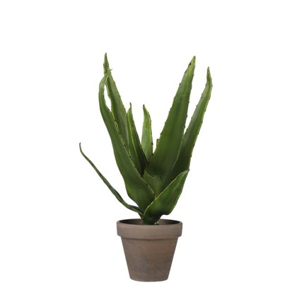 Aloe Vera Green in Pot 9x30cm