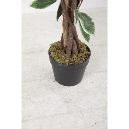 Ficus Green in Plastic Pot - H90cm