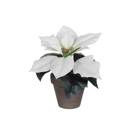 Poinsettia White in Pot h17xd20 cm