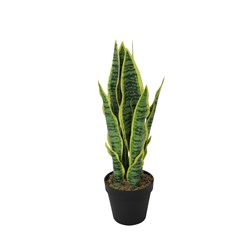 Sansevieria Green in Black Pot - H45cm