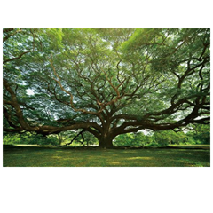Gigantic Tree Fineart Fine Art Print on Safety Glass 100X150 cm