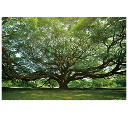 Gigantic Tree Fineart Fine Art Print on Safety Glass 100X150 cm