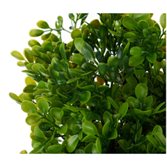 Black Plastic Pot Green Plants