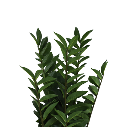 Artificial Zamiifolia Plant 75 cm