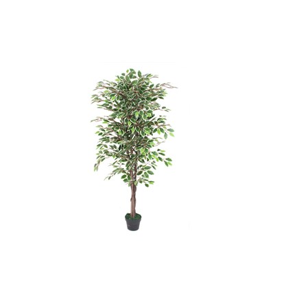 Ficus Green in Black Pot - H160cm