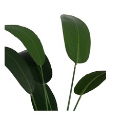 Plant Strelitzia Green 150Cm